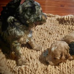 Aussiedoodle Puppies from Hills Barkery