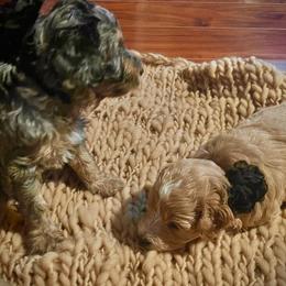 Aussiedoodle Puppies from Hills Barkery