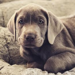 Dilute Retrievers and Labrador Retrievers from RidgeView Silver Labradors