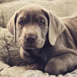 Dilute Retrievers and Labrador Retrievers from RidgeView Silver Labradors