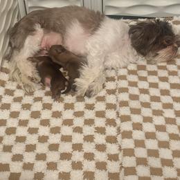 Shih Tzu Puppies from Wood Foo Breeders