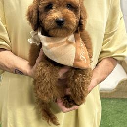 Bernedoodle, Cavapoo, Goldendoodle, and Pomeranian Puppies from Petite Posh Puppies