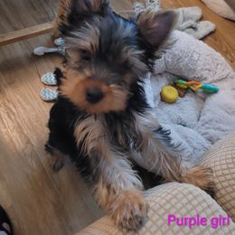 Purple collar - Blue and gold female Yorkshire Terrier puppy in Dunedin, Florida from Cantlon Yorkshire Terriers