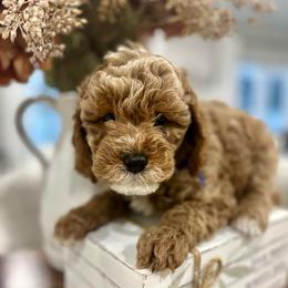 Blue - Red male Cavapoo puppy in Ephrata, Washington from Gingers Cavapoo’s