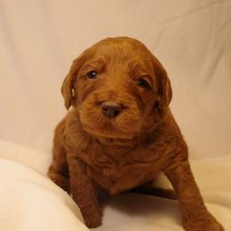 Cannoli (Pink collar) - Red  female Goldendoodle puppy in Seattle, Washington from Dream Lake Doodles