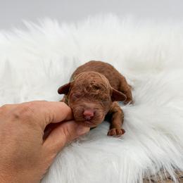 Boy 1 - male Goldendoodle puppy in Spokane, Washington from Dream Doodles in Spokane WA