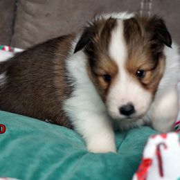 Creed- Classic sable boy - Sable and white male Shetland Sheepdog puppy in Frazeysburg, Ohio from Mountain High Kennels