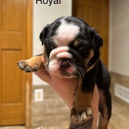 Bulldog and French Bulldog Puppies from Spot On