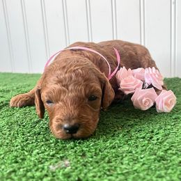 Ruby - Red  female Poodle puppy in Springtown, Texas from North Texas Puppies