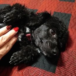 Schnoodles from Shrivers' Sweethearts