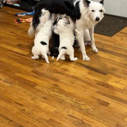 Border Collie Puppies from Hidden Creek