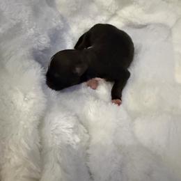 Boy 4 - Black phantom male Aussiedoodle puppy in Martin County, Florida from Biggie Ranch