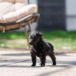 Skye - Black male Mudi puppy in Franklinville, New Jersey from Velaris