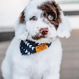 Oreo - Chocolate male Australian Labradoodle puppy in Damascus, Oregon from Emma Doodles
