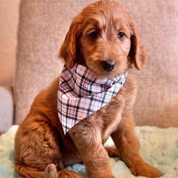 Rose- Pink - Red  female Goldendoodle puppy in Bay City, Texas from Charming Doods
