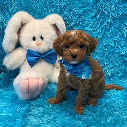 Tiny Teddy - Blenheim male Cavapoo puppy in Taft, Tennessee from Knight Pups