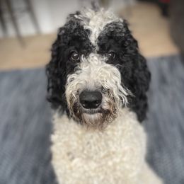 Willa - Labradoodle