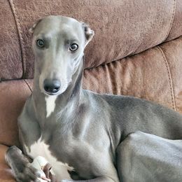 Storm - Whippet