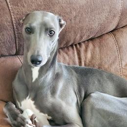 Storm - Whippet