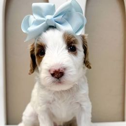 Clove - Parti female Goldendoodle puppy in Peoria, Arizona from Cactus Doods