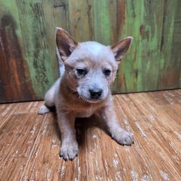 Brown Collar Red Male - Red speckled male Australian Cattle Dog puppy in Riverton, Utah from Rundown Ranch Cattle Dogs
