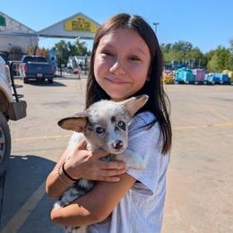 Anne Shirley - Blue merle and white female American Corgi puppy in Paden, Oklahoma from Sunray Ranch