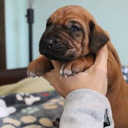 Rhodesian Ridgeback Puppies from Supernova Ridgebacks