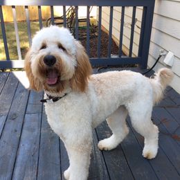 Harley - Goldendoodle