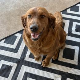 Golden Retriever and Miniature Australian Shepherd All Grown Up from Raised Right Pups