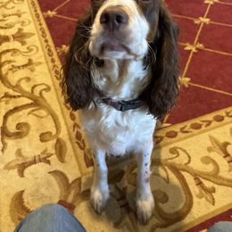 Cheyenne - English Springer Spaniel