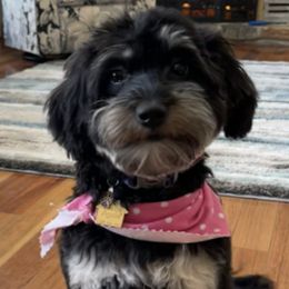 Aussiedoodles from I Love Lucy's Doodles