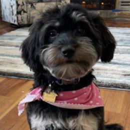 Aussiedoodles from I Love Lucy's Doodles