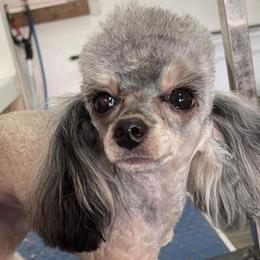 Dollee - Poodle