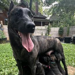 Dutch Shepherd puppies from Tennessee Dutch Shepherd