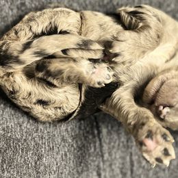 Bernedoodle Puppies from Jeanie’s Doodles