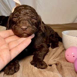 Poodle Puppies from Designer Poodles