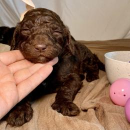 Poodle Puppies from Designer Poodles