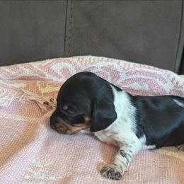 Tinker Bell - Piebald female Dachshund puppy in Hollow Rock, Tennessee from Cedarhills