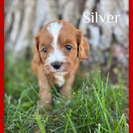 Cavapoo Puppies from Preston’s cavapoos