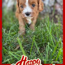 Cavapoo Puppies from Preston’s cavapoos