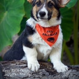 Pembroke Welsh Corgi Puppies from Royal Ridge Corgis
