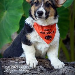 Pembroke Welsh Corgi Puppies from Royal Ridge Corgis