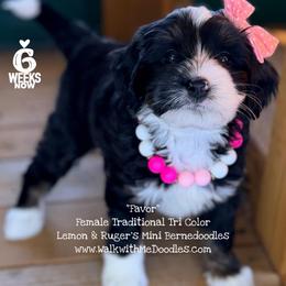 Favor - Tri-color female Bernedoodle puppy in Orange, Texas from Walk with Me Doodles