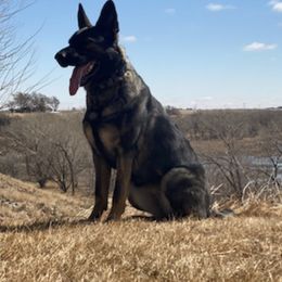 German Shepherds from Grünen Bergen GSD