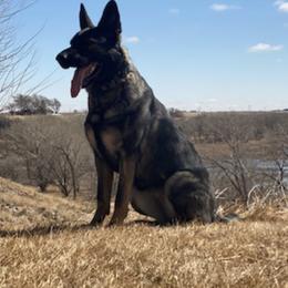 German Shepherds from Grünen Bergen GSD