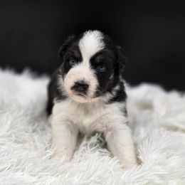 Cappucino - Black tri-color female Australian Shepherd puppy in Annville, Pennsylvania from Creekside Aussies LLC