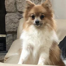 Sally - Pomeranian