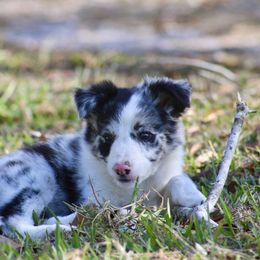 Fly - White and blue merle female Border Collie puppy in Kountze, Texas from Bridges Border Collies