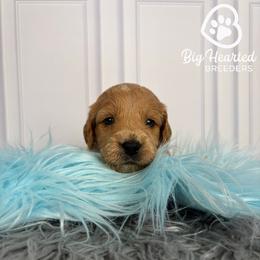Steve - Cream male Companion Cross puppy in Utah County, Utah from Big Hearted Breeders