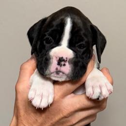 Devin - Brindle female Boxer puppy in Bonesteel, South Dakota from KP Boxers